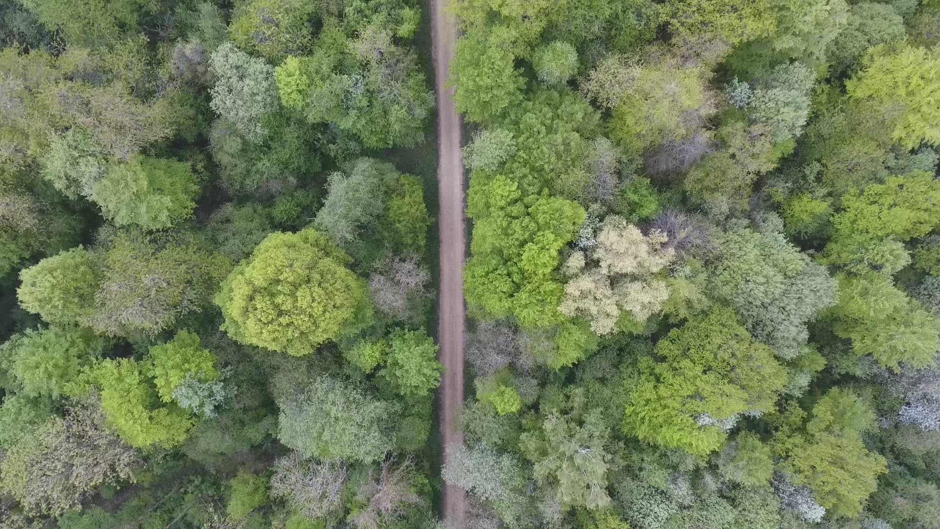 Optagelse af en tæt, grøn skov set fra oven, der viser et bæredygtigt og FSC-certificeret skovområde